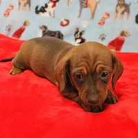 Harley's Red Female Puppy 2, a female Miniature Dachshund for sale in Mount Olive, NC – Photo 6 of 10