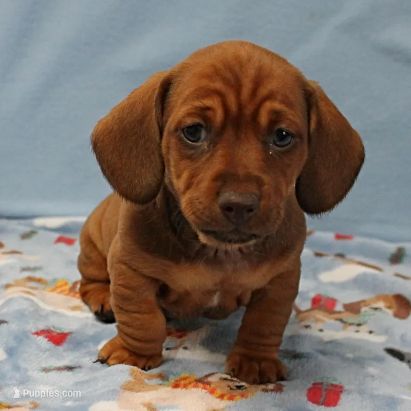 Harley's Red Female Puppy 2