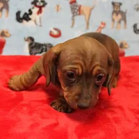 Harley's Red Female Puppy 2, a female Miniature Dachshund for sale in Mount Olive, NC – Photo 2 of 10