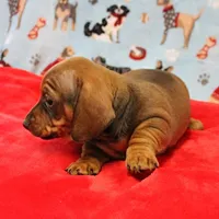 Harley's Red Female Puppy 2, a female Miniature Dachshund for sale in Mount Olive, NC – Photo 4 of 10