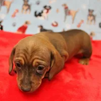 Harley's Red Female Puppy 2, a female Miniature Dachshund for sale in Mount Olive, NC – Photo 9 of 10