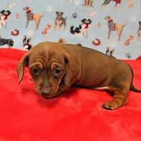 Harley's Red Female Puppy 2, a female Miniature Dachshund for sale in Mount Olive, NC – Photo 10 of 10