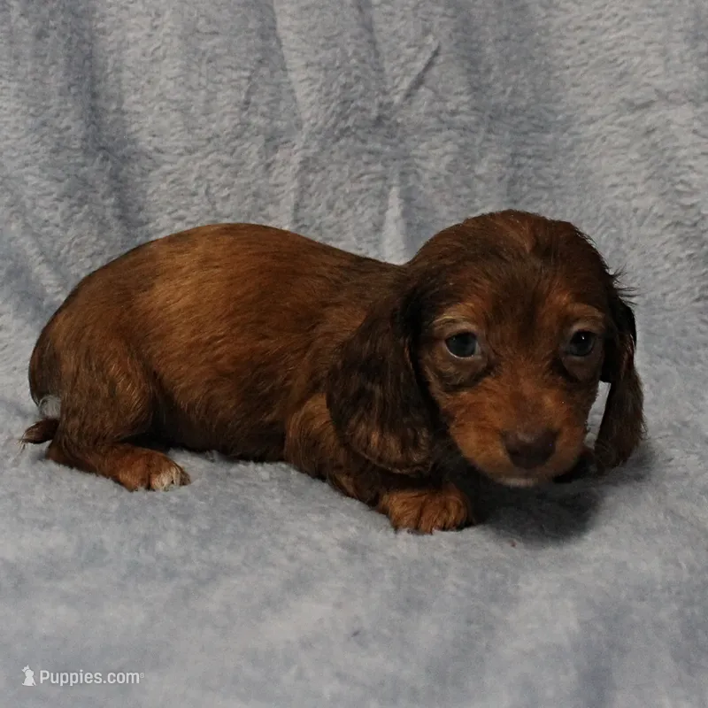 AKC Freckles Chocolate & Tan Dapple Female Puppy 5 – Miniature Dachshund puppy for sale in Mount Olive, NC