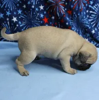 AKC Candy's Fawn Male Puppy 5, a male Pug for sale in Mount Olive, NC – 3 of 10