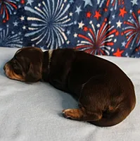 AKC Heidi's Chocolate & Tan Female Puppy 1, a female Miniature Dachshund for sale in Mount Olive, NC – 8 of 10