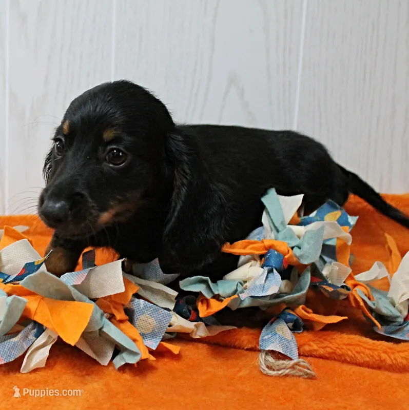 AKC Taylor's Black & Tan LH Male Puppy 1 – Miniature Dachshund puppy for sale in Mount Olive, NC