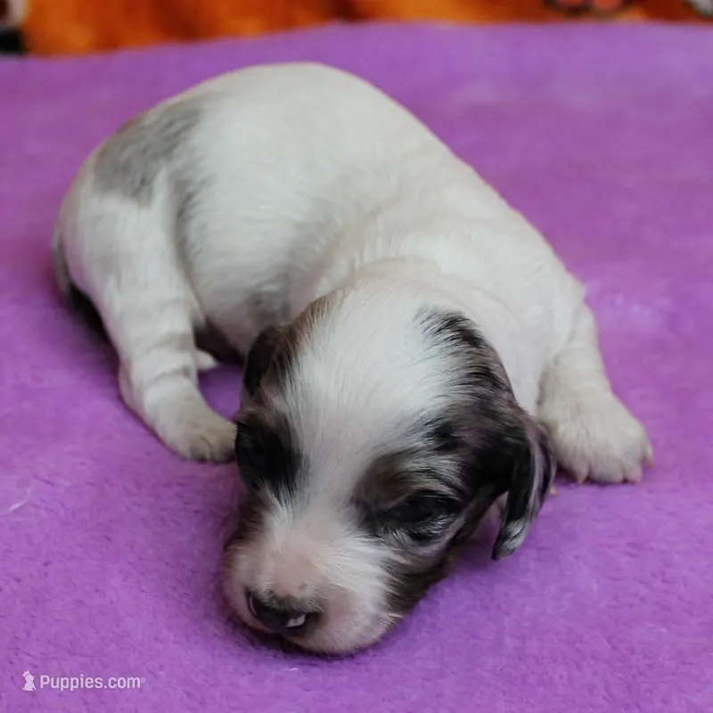 AKC Freckles Silver Piebald with White Male Puppy 6 – Miniature Dachshund puppy for sale in Mount Olive, NC
