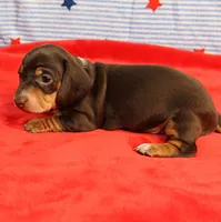 AKC Heidi's Chocolate & Tan Female Puppy 1, a female Miniature Dachshund for sale in Mount Olive, NC – 8 of 10