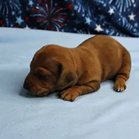 AKC Roxy's Red Shaded Dapple Male Puppy 1, a male Miniature Dachshund for sale in Mount Olive, NC – 10 of 10