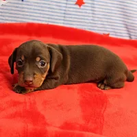 AKC Heidi's Chocolate & Tan Female Puppy 2, a female Miniature Dachshund for sale in Mount Olive, NC – 4 of 10