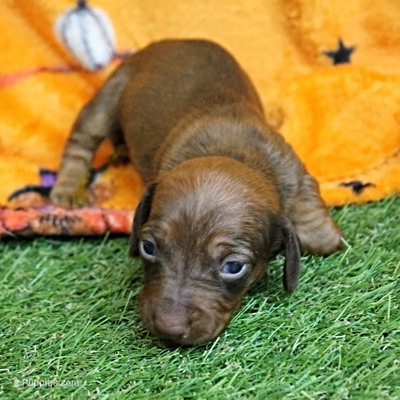 AKC Freckles Red Female Puppy 1 – Miniature Dachshund puppy for sale in Mount Olive, NC