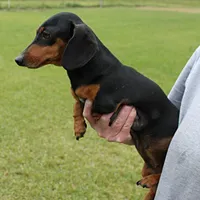 Karlie, a female Miniature Dachshund for sale in Mount Olive, NC – Photo 7 of 10