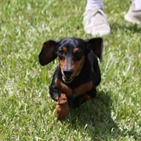 Karlie, a female Miniature Dachshund for sale in Mount Olive, NC – Photo 1 of 10