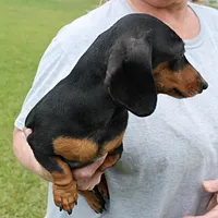 Karlie, a female Miniature Dachshund for sale in Mount Olive, NC – Photo 6 of 10