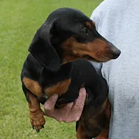 Karlie, a female Miniature Dachshund for sale in Mount Olive, NC – Photo 3 of 10