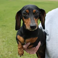 Karlie, a female Miniature Dachshund for sale in Mount Olive, NC – Photo 2 of 10