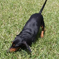 Karlie, a female Miniature Dachshund for sale in Mount Olive, NC – Photo 9 of 10