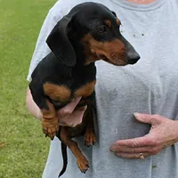 Karlie, a female Miniature Dachshund for sale in Mount Olive, NC – Photo 5 of 10