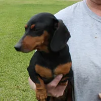 Karlie, a female Miniature Dachshund for sale in Mount Olive, NC – Photo 4 of 10