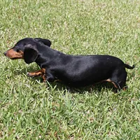 Karlie, a female Miniature Dachshund for sale in Mount Olive, NC – Photo 10 of 10