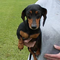 Karlie, a female Miniature Dachshund for sale in Mount Olive, NC – Photo 8 of 10