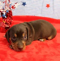 AKC Heidi's Chocolate & Tan Male Puppy 4, a male Miniature Dachshund for sale in Mount Olive, NC – 3 of 6