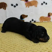 AKC Robin's Black & Tan Female Puppy 3, a female Miniature Dachshund for sale in Mount Olive, NC – 10 of 10