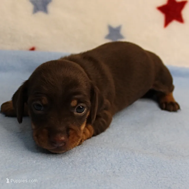 AKC Heidi's Chocolate & Tan Female Puppy 2 – Miniature Dachshund puppy on hold in Mount Olive, NC