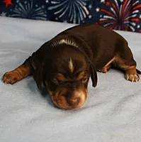 AKC Heidi's Chocolate & Tan Female Puppy 1, a female Miniature Dachshund for sale in Mount Olive, NC – 4 of 10
