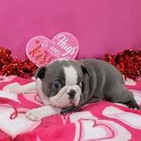 AKC Willow's & Blue&Wht Male 3, a male Boston Terrier for sale in Mount Olive, NC – Photo 4 of 6