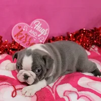 AKC Willow's & Blue&Wht Male 3, a male Boston Terrier for sale in Mount Olive, NC – Photo 5 of 6