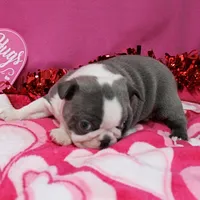 AKC Willow's & Blue&Wht Male 3, a male Boston Terrier for sale in Mount Olive, NC – Photo 3 of 6
