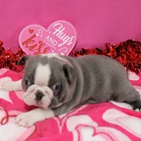 AKC Willow's & Blue&Wht Male 3, a male Boston Terrier for sale in Mount Olive, NC – Photo 1 of 6