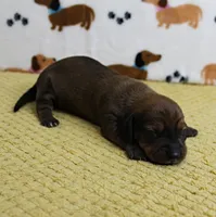 AKC Robin's Red Male Puppy 4, a male Miniature Dachshund for sale in Mount Olive, NC – 6 of 8