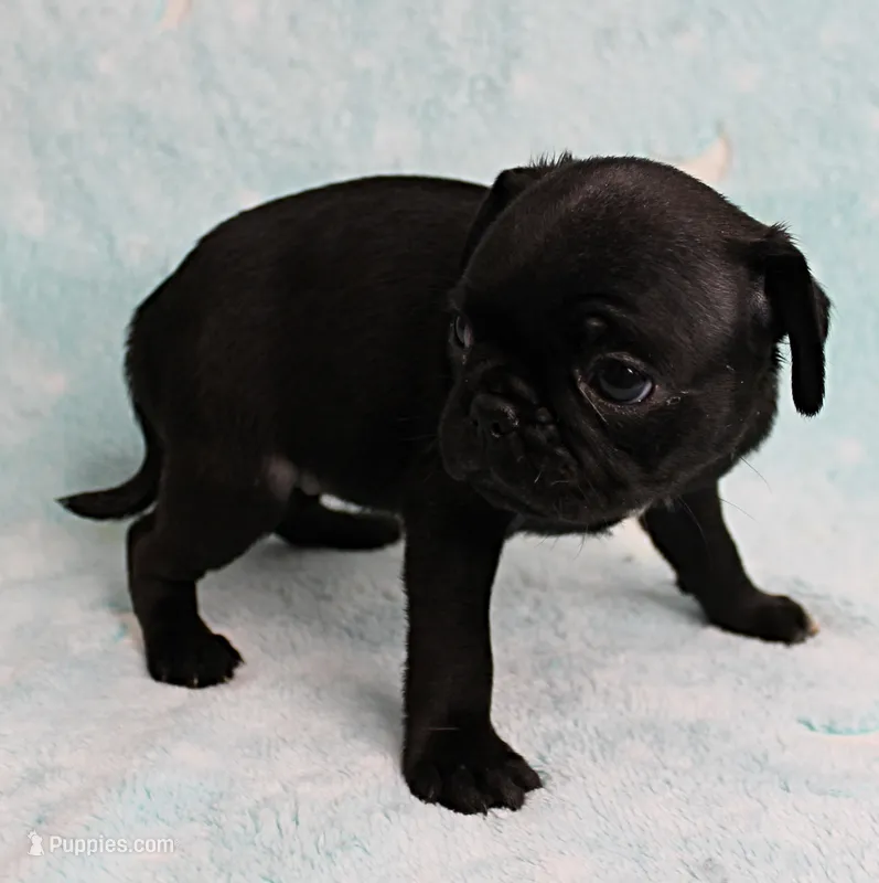 AKC Candy's Black Female Puppy 1 – Pug puppy for sale in Mount Olive, NC
