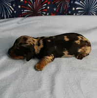 AKC Sallie's Black & Silver Dapple, Long Coat Female Puppy 2, a female Miniature Dachshund for sale in Mount Olive, NC – 10 of 10