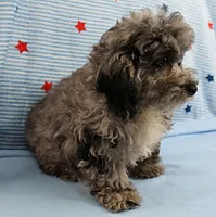 Twinkle's Blue Merle Female Puppy 1, a female Cockapoo for sale in Mount Olive, NC – 2 of 10