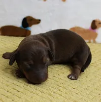 AKC Robin's Red Female Puppy 1, a female Miniature Dachshund for sale in Mount Olive, NC – 5 of 9