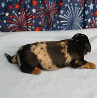 AKC Sallie's Black & Silver Dapple, Long Coat Male Puppy 4, a male Miniature Dachshund for sale in Mount Olive, NC – 9 of 10