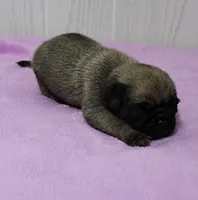  AKC Sandy's FawnMale Puppy 1, a male Pug for sale in Mount Olive, NC – 6 of 10