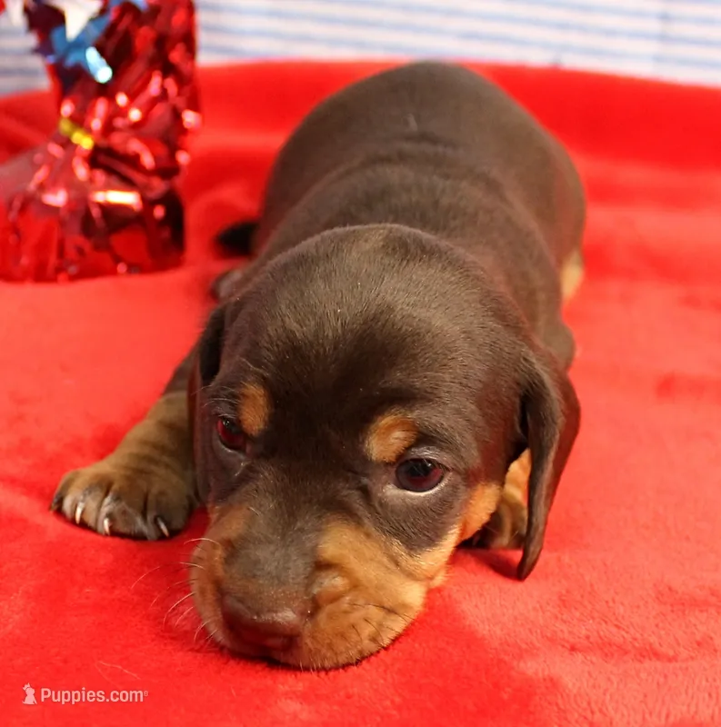 AKC Heidi's Chocolate & Tan Male Puppy 4 – Miniature Dachshund puppy on hold in Mount Olive, NC