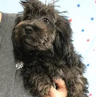 Tinker's Black Female Puppy 1, a female Cockapoo for sale in Mount Olive, NC – 9 of 9