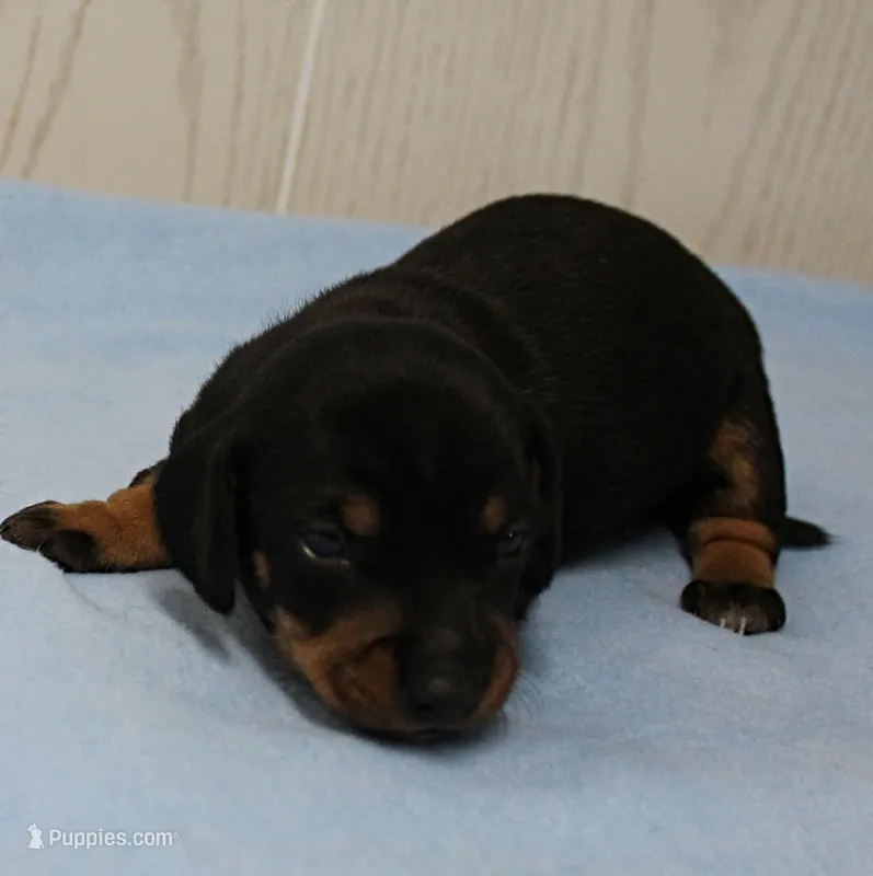 AKC Maggie's Black & Tan Male Puppy 3 – Miniature Dachshund puppy for sale in Mount Olive, NC