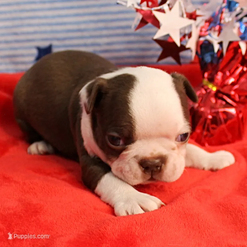 AKC Zoe's Chocolate & White Male Puppy 3 – Boston Terrier puppy for sale in Mount Olive, NC