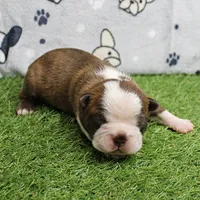 AKC Willow's Seal & White Male Puppy 5, a male Boston Terrier for sale in Mount Olive, NC – 6 of 10