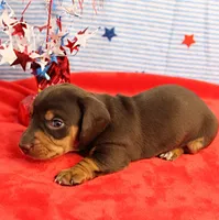 AKC Heidi's Chocolate & Tan Male Puppy 4, a male Miniature Dachshund for sale in Mount Olive, NC – 6 of 6