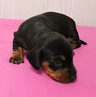 AKC Maggie's Black & Tan Female Puppy 1, a female Miniature Dachshund for sale in Mount Olive, NC – 2 of 10