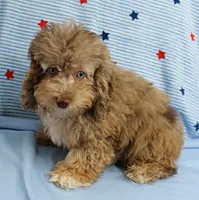 Twinkle's Chocolate Merle Male Puppy 3, a male Cockapoo for sale in Mount Olive, NC – 5 of 10