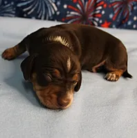 AKC Heidi's Chocolate & Tan Female Puppy 1, a female Miniature Dachshund for sale in Mount Olive, NC – 10 of 10