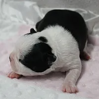 AKC Polly's Black & White Female Puppy 1, a female Boston Terrier for sale in Mount Olive, NC – 10 of 10